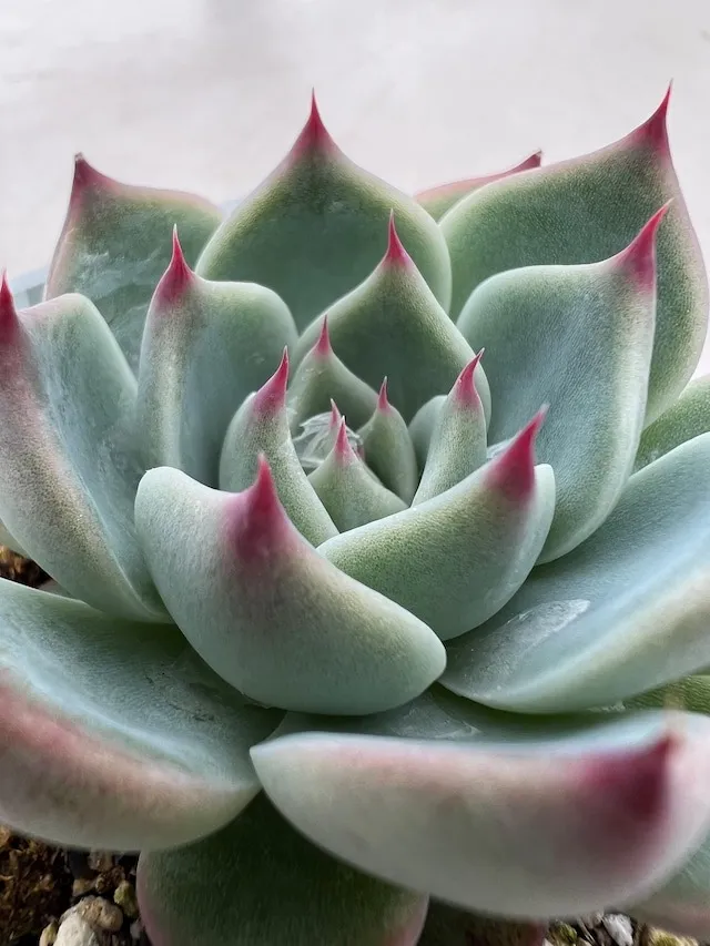 ルビーブラッシュ