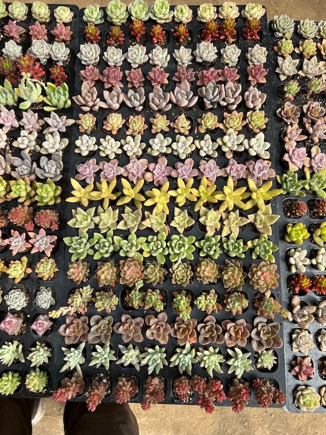 多肉植物アソートセット128個 (16品種×8個) セル苗