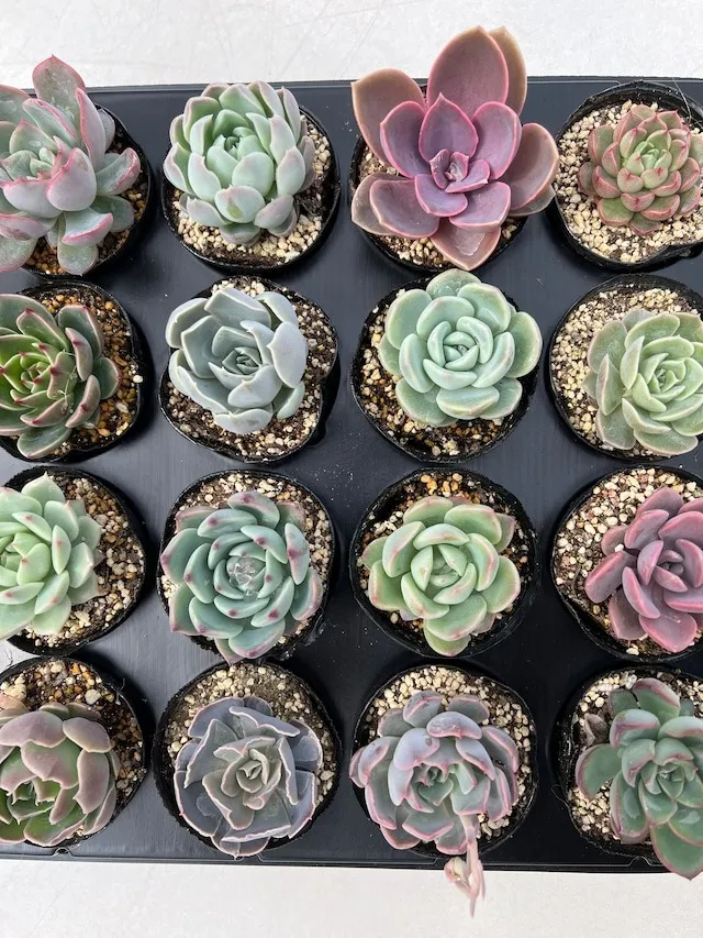 エケベリアセット16品種入り