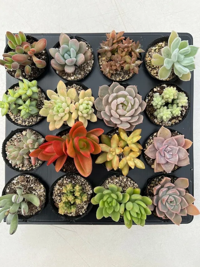 多肉植物16種セット