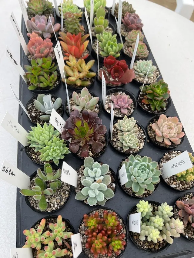 多肉植物32種セット