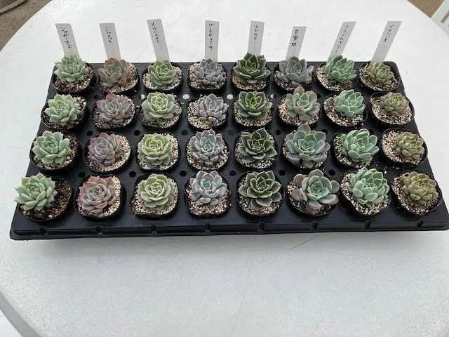 エケベリア32個セット (16品種✖️2コ)