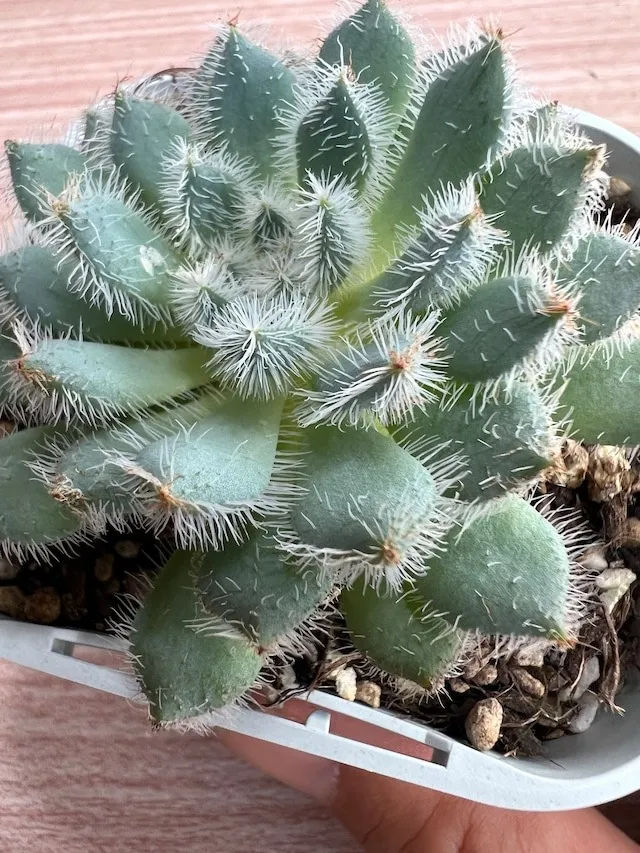 セトーサ デミヌタ