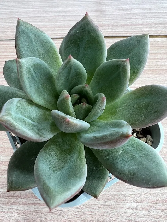 ホワイトシャンペン