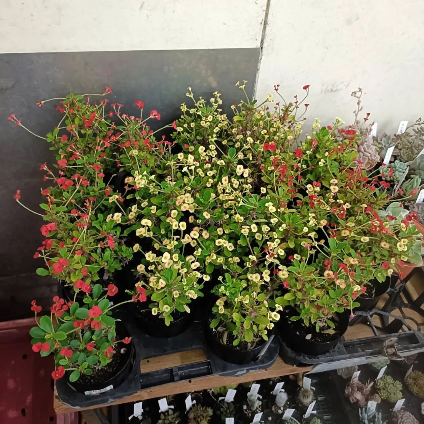 おはようございます。