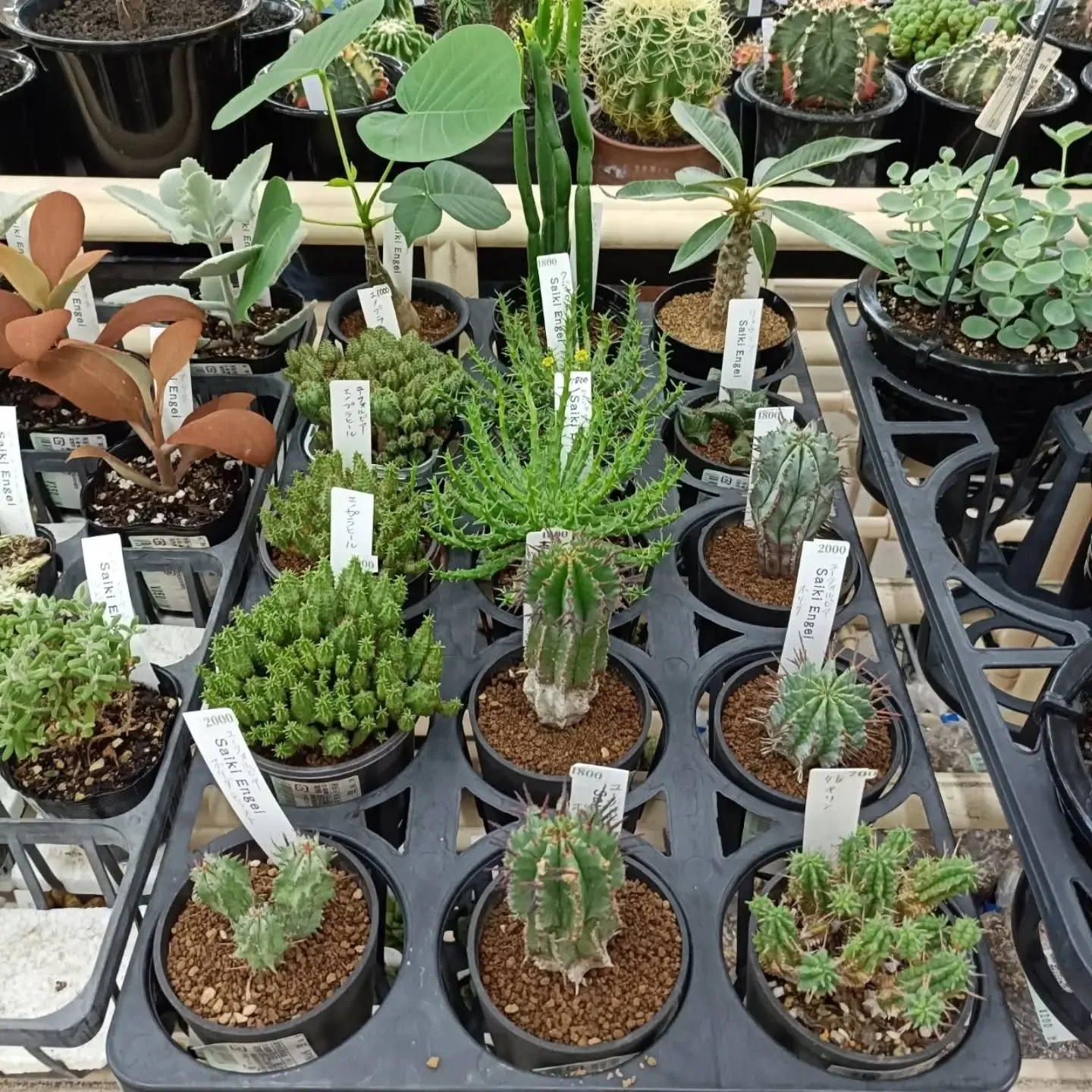 本日も周ちゃん広場花売り場に苗と寄せ植えを出荷してきました✨